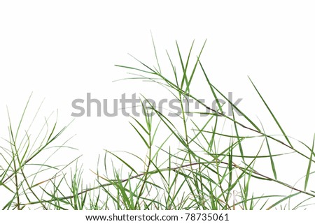 Bermuda grass or Cynodon dactylon isolated on white background Royalty-Free Stock Photo #78735061