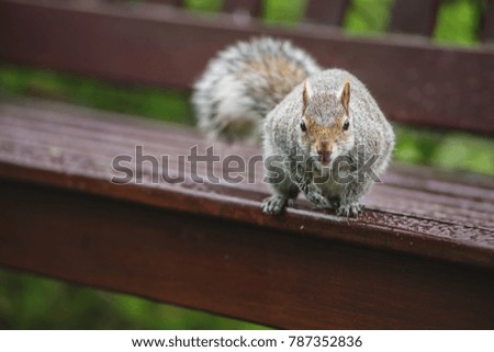 portrait of small squirrel in park