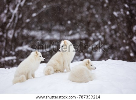 Artic fox family sitting alert in the frozen north of Quebec, Canada.