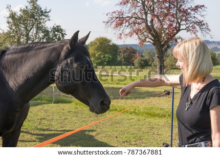 Blond woman is feeding black horse to paddock in summer