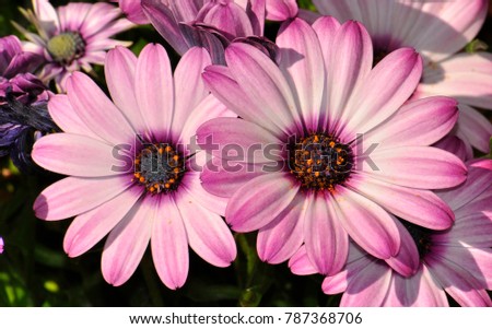 Daisy, the flower name comes from the Old English word dægeseage, meaning "day's eye". The name Daisy is therefore ultimately derived from this source.