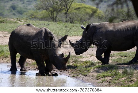 Two white rhinos in Hluhluwe - iMfolozi Park, South Africa