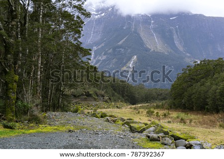 Beautiful forest with waterfall at the mountain and moss on the ground , captured in Milford Sound