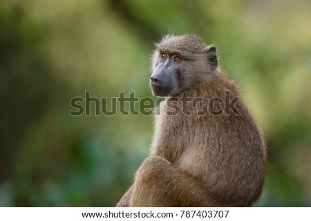 An olive baboon in Africa's Lake Manyara National Park