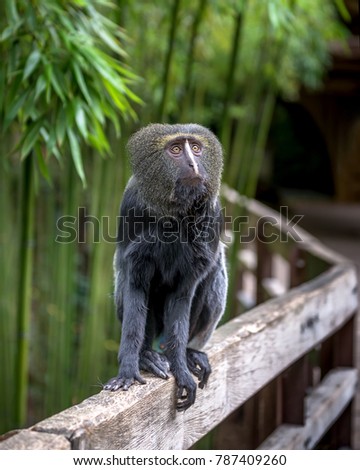 Hamlyn's (owl-faced) monkey sits on a fence.