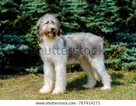 Romanian Shepherd Dog full face. Romanian Mioritic Shepherd Dog is on the grass.