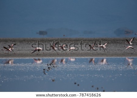 Pink Flamingos landing at Lake Natron, Tanzania