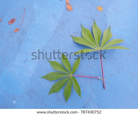 Green leaves and dried leaves isolated on a blue background.