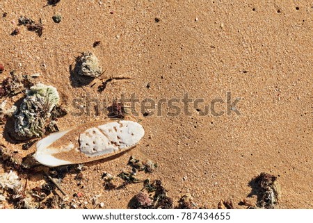 Composition in the sand of the beach
