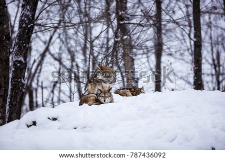 Pack of coyotes resting in the snow in north Quebec, Canada
