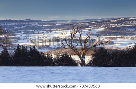 Shropshire Hills covered in snow with old twisted dead tree in foreground. United Kingdom