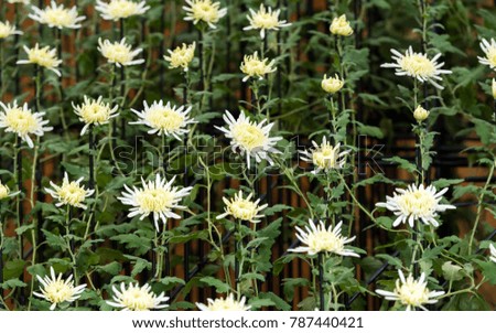 White chrysanthemums in Japanese greenhouse. Close-up
