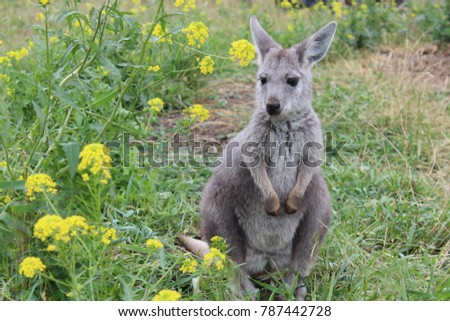 Kangaroo in a Field