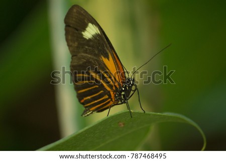 Orange and black butterfly on a green leaf