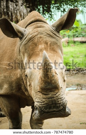 Portrait rhino with horn