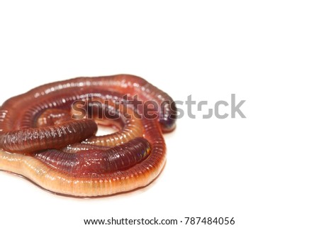 High resolution close up macro photography group of earthworms or nightcrawler put on white background with copy space.Flash light made to show tube shaped and skin of earthworms looks shiny and cute.