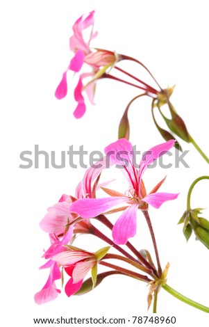 Pink Geranium flower in closeup over white background