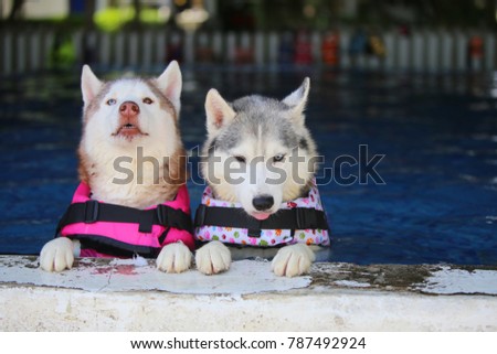 Dogs play together in swimming pool. Siberian Husky swimming.