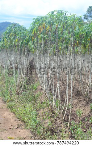 In dry season of crop, leaf of cassava is fall down. This indicated time for cut stem of the plant and harvest root stock in soil.