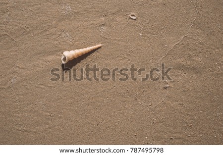 Seashell on the sand of summer beach. One seashell with space for copy. Top view image.