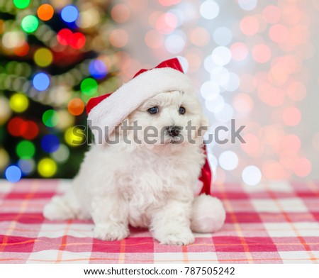 bichon frise puppy in red santa hat sitting on a background of the Christmas tree 