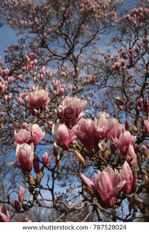 Close up view of a Pink Magnolia tree branch in full bloom, Spring in Manhattan NYC, central park. Hello Spring. Spring background