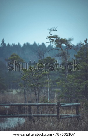 old wooden boardwalk covered with leaves in ancient forest with mossy tree trunks - vintage film look