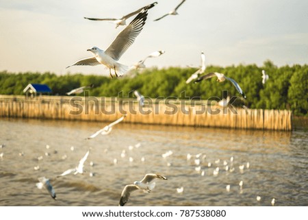 Seagulls flying with sunset background