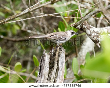 Galapagos Mockingbird, Nesomimus parvulus, looking for food in branches, Santa Cruz,  Galapagos Islands, Ecuador