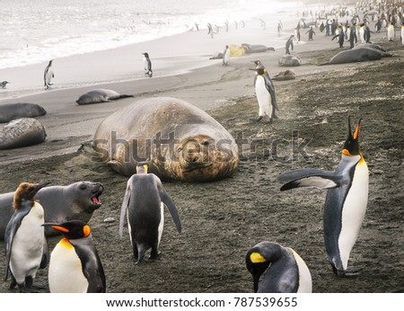 A solitary adult southern elephant seal (mirounga leonina) cow lies on a sandy beach surrounded by wild king penguins and a fur seal pup on South Georgia Island.  Royalty-Free Stock Photo #787539655