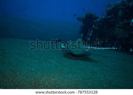 Blue spotted stingray near Bali island