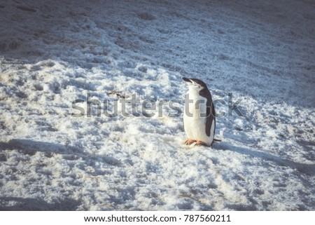 Chinstrap penguin sun baking with eyes closed