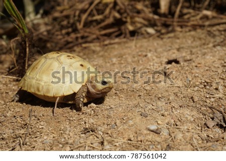 Elongated tortoise in the nature, Indotestudo elongata ,Tortoise sunbathe on ground with his protective shell ,Tortoise from Southeast Asia and parts of South Asia ,High yellow Tortoise 
