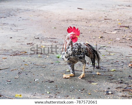 Colorful rooster on the road  disabled right leg
