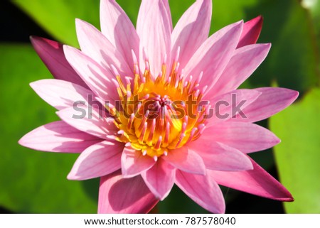 Pink lotus pattern background.