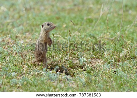 European ground squirrel, Citellus citellus