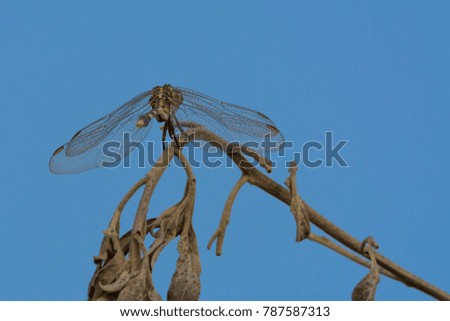 dragonfly in blue sky background