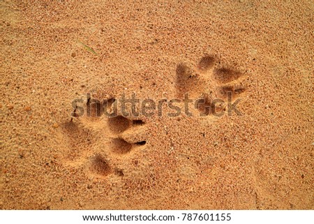 Dog's footprints on the golden sand, free space for text and design 