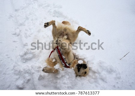 Golden Retriever dog playing on the snow