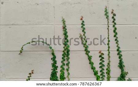the white wall and creepy plants