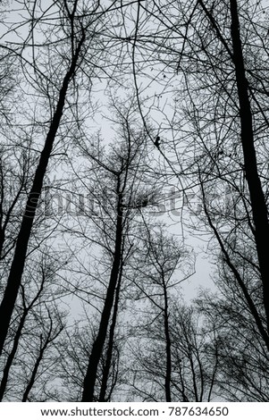 Silhouettes of trees in an autumn forest
