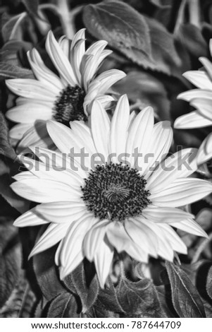 Beautiful sunflowers in black and white - vertical