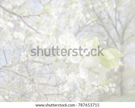 White background with silhouettes of spring flowers
