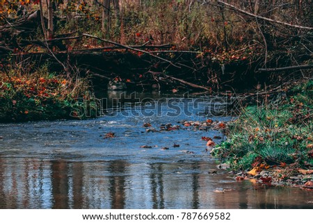 Beautiful Autumn Walk: Creek Flowing in a Gully Woods: Ontario Canada
