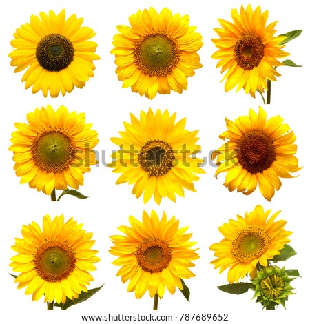 Sunflowers collection on the white background. Yellow flower. Seeds oil. Flat lay, top view