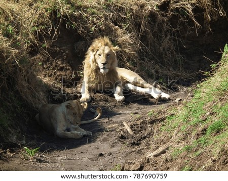 Lion and lioness, the Ngorongoro Crater, the Serengeti, Tanzania, Africa