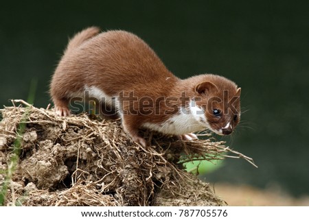 Weasel (Mustela nivalis) looking for food. Captive animal. Royalty-Free Stock Photo #787705576