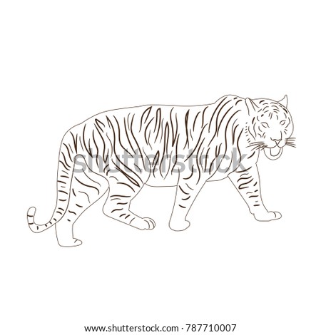vector sketch of a tiger