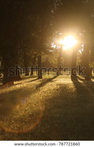 The girl is riding a bicycle. Sunset behind tree in the forest