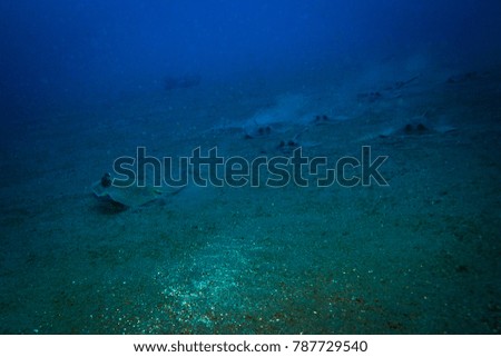 Blue spotted stingray near Bali island